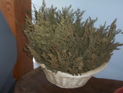 200 stems 4 in to 12 in. Dried Sweet Annie Artemisia-image