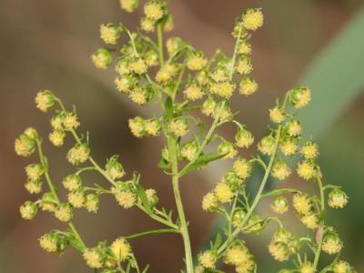 Sweet Annie Seeds - Artemisia annua - Sagewort - Wormwood - 1000 or 5000 Seeds-image
