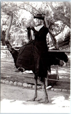 Postcard - Ostrich Annie-image